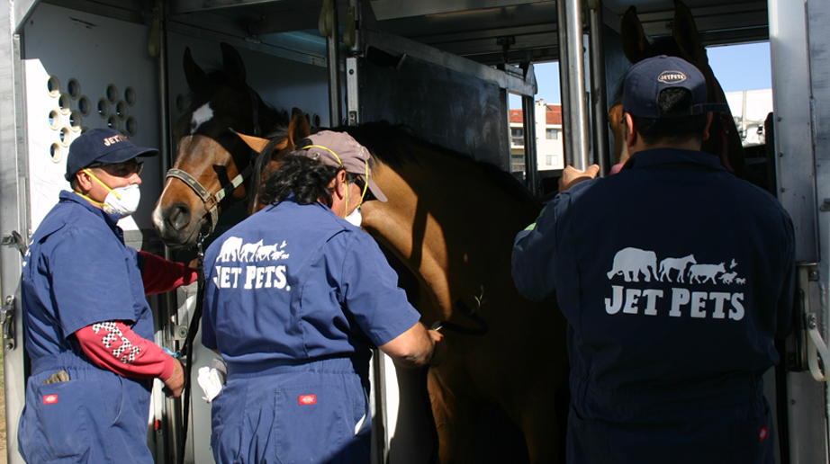 Jet Pets Around the world..around the clock!